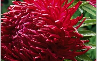 Пакет семян дракона рубинового с крупным изображением красного цветка - ДРАКОН РУБИНОВЫЙ