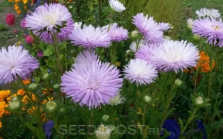 Цветы астры на фоне поля - Есения