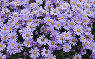 Цветущая астра с фиолетовыми лепестками и желтыми центрами - ИНЕССА