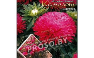 Пакет семян КАМЕЛОТ КАРМИН с изображением красной астры