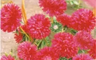 Пакет семян Астра Нажелот Червоний с изображением красных цветов в корзине - КАМЕЛОТ КРАСНЫЙ