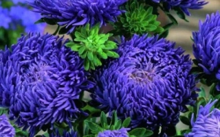 Синие астры на фоне зелени - КАМЕЛОТ СИНИЙ