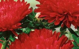 Aster Carmen seeds on green background - Karmen