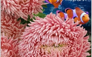 Seed packet of chrysanthemum variety Coral