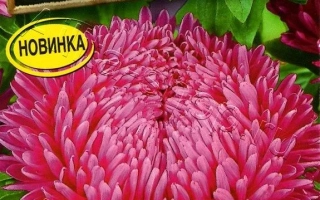 LADY CORAL DIAMOND PINK