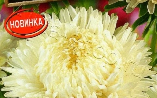 LADY CORAL CREAM-WHITE