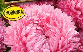 LADY CORAL LIGHT PINK