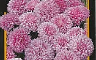 Миледи бледно-розовая