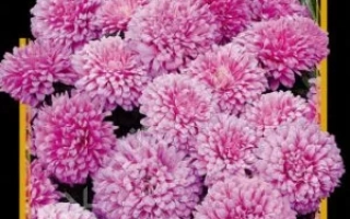 Миледи розовая