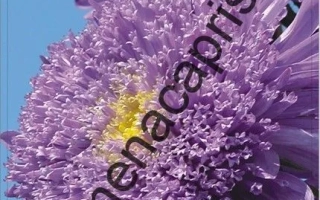 Aster seeds Heavenly Lazure on flower background