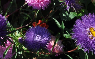 Цветы астры Ноченька на фоне зелени