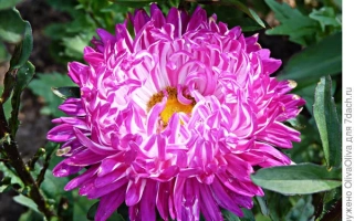 Розовая астра Пышная красавица на фоне зелени