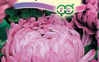 Pink Aster seed packet by Gavriush - Pink Flamingo