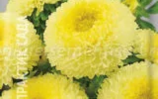 Пакет семян астры желтой САНЛИ