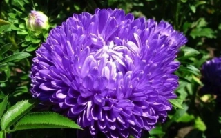 Blue aster flower in green foliage - BLUE DALIS