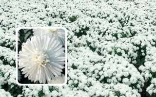 Field of white asters against the sky - SNOWY PEARL