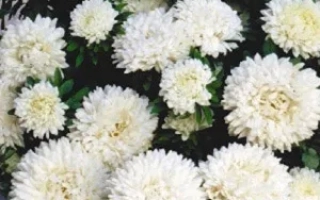 Белые хризантемы в горшке на фоне фиолетового неба - Снежок