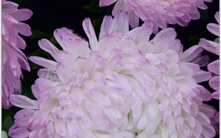 Семечки астры Старый замок кварцевый на упаковке