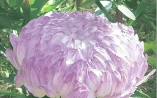 Цветок астры Старый замок Серебряный на фоне зелени