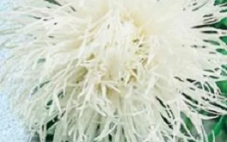 Юбилейная Белая