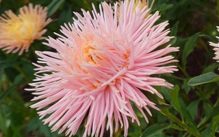 Утренняя Заря