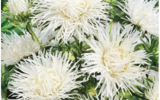 Белые цветы астры на фоне зелени - ВАЛЬКИРИЯ БЕЛАЯ