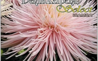 Пакет семян астры Валькирия Золотая