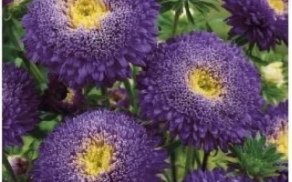 Photo of purple asters with yellow centers - VERONICA