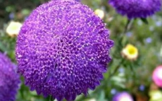 Close-up of a purple aster flower named Victoria against green foliage and other flowers.