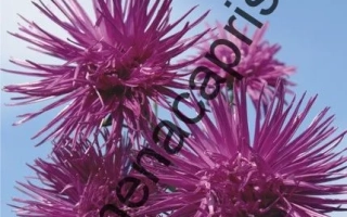Aster 'Altair Star' seed packet