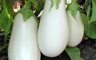 Білі баклажани на рослин - Айсберг