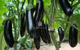 Чорні баклажани сорту Анамур на рослині