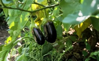 Астраханець