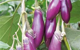 Пакет насіння баклажана Балагур