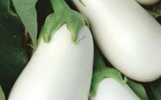Семена баклажана сорта Белая Ночь на упаковке