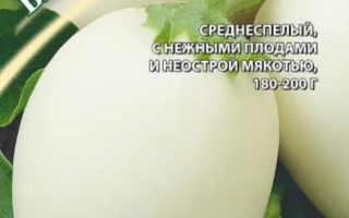 Eggplant seeds Snow White on green background