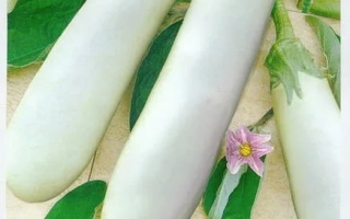 Білий Рицар