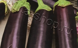 Seed packet for eggplant TSARSKY IKRA with fruit imagery