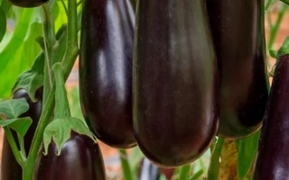 Черный Цилиндр