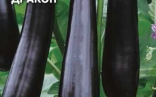 Семена баклажана F1 Чёрный Дракон на зелёном фоне - ЧЕРНЫЙ ДРАКОН