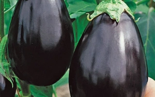 Два спелых баклажана сорта Black Beauty на растении - ЧЕРНЫЙ КРАСАВЕЦ