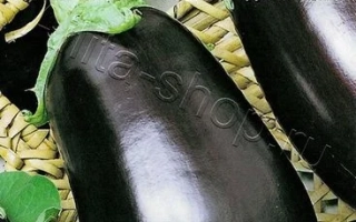 Eggplant seeds CHERNYY RUSSKIY F1 on green background