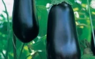 Дозрілі баклажани на рослині - Дирижабль