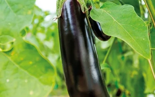 Ripe Galaktika eggplant on plant