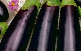 Seed packet of eggplant Mushroom Flavor with image of purple vegetables
