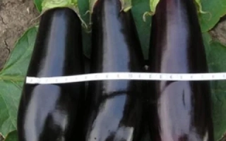 Три баклажана Коломбо на листе с белой лентой