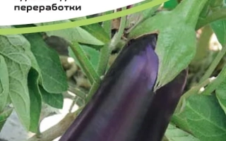 Eggplant seeds Mamba F1 on leaf background