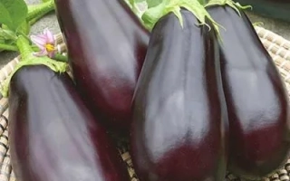 Свежие баклажаны сорта Мария на плетеной подложке