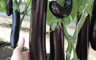 МЕЧ Самурая