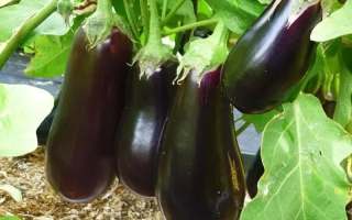 Спелые баклажаны сорта Надир на растении